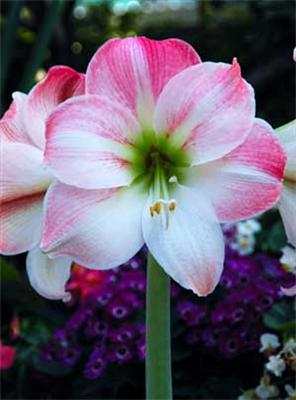 Which Flower Describes Your Personality?