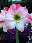 Which Flower Describes Your Personality?
