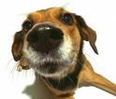 What Dog Are You?