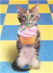Birthday Cards
