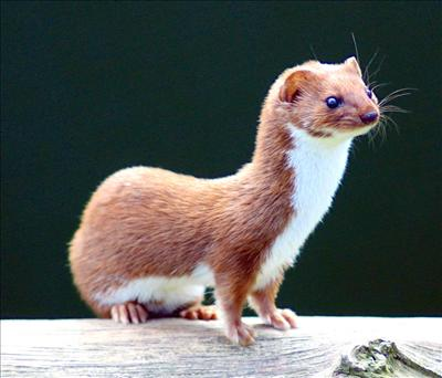 What Animal Are You?