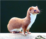What Animal Are You?
