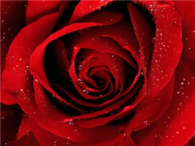 Rosa Roja