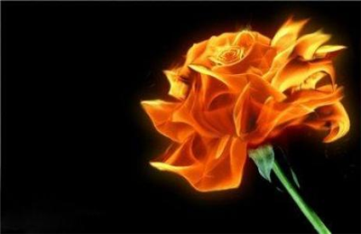 Rosa de fuego