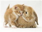 Funny And Cute Cats