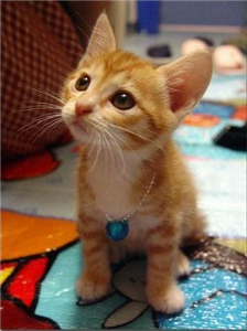 Que Tipo De Gatito Kawaii Eres?