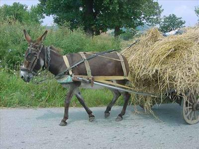 Co Budeš Mít Jednou Za "Káru"?