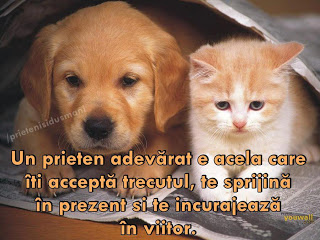 Ce Animal De Companie Esti?