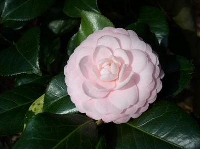 Which Type Of Camellia Are You?