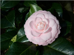 Which Type Of Camellia Are You?