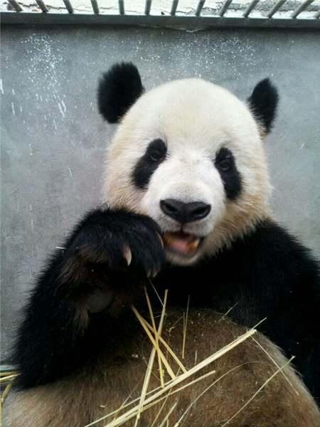 Name The Firstbank Panda