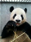 Name The Firstbank Panda