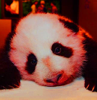 Minkä Värinen Panda Olet?