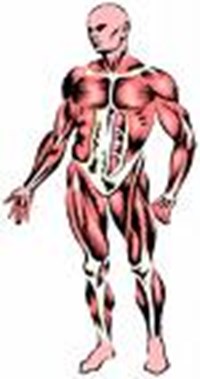 How Many % Body Fat Do You Have?