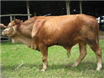 Thông Minh Hay Không?