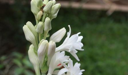 রজনীগন্ধা ফুলের স্টিক
