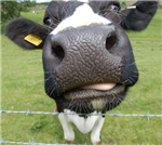 Cow Crazy