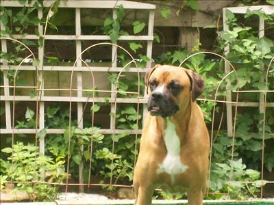 Favorite Dog Poll