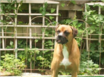 Favorite Dog Poll