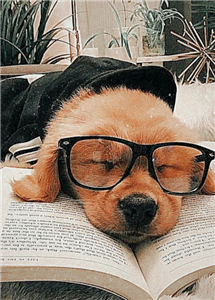 Sana En Uygun Köpek Türü Ne?