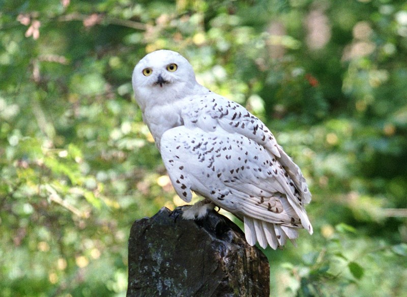 Hedwig