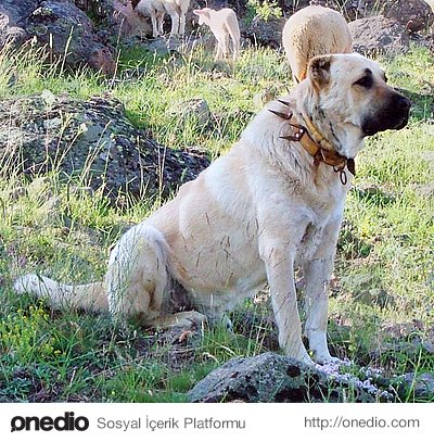 Hangi Köpek Türüsün ?