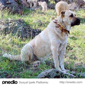 Hangi Köpek Türüsün ?