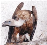 Hangi Hayvansın