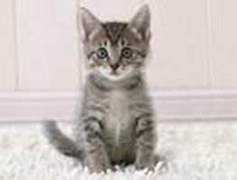 What Is The Best Pet???