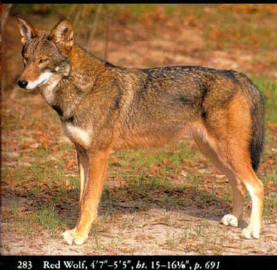 What Kind Of Wolf Are You?