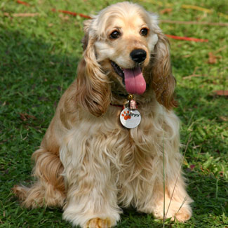 Hangi Cins Köpeksin