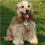 Hangi Cins Köpeksin