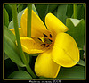Spring Flowers!