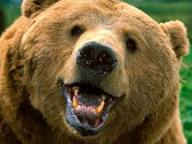Que Animal Eres?