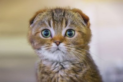 Mirip Kucing Apa Kamu