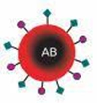 Blood Type = Personality & Career !! 