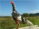 Galo De Combate