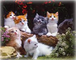 Hangi Kedi Sana Uygun!