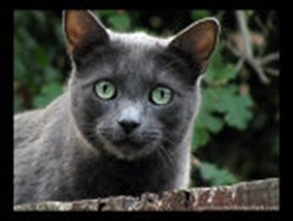 What Warrior Cat Are You?