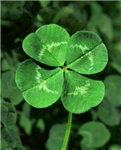 Lucky Or Sucky!