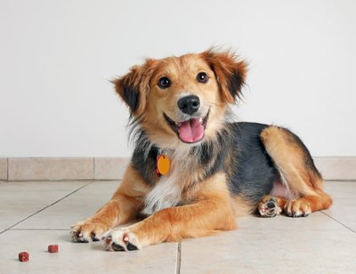 Qual È La Tua Razza Di Cane Perfetta Per Te?