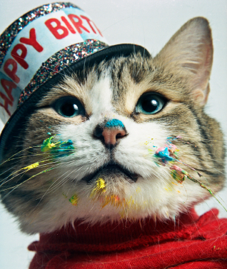 Exclusive Cat