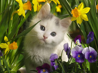 Sevimli Kedi