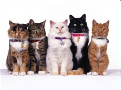 What Type Of Cat Are You?