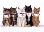 What Type Of Cat Are You?