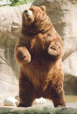Bear, Duck, Or Bearduck?