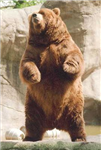 Bear, Duck, Or Bearduck?