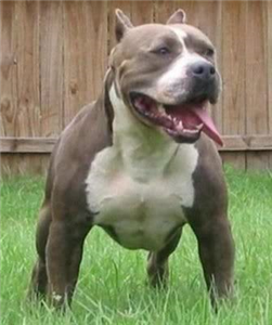 Que Raza De Perro Eres