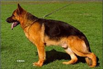 German Shepherd Dog