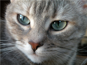 Cuanto Sabes De Gatos?